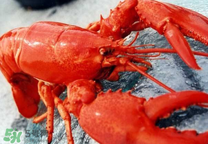 龍蝦怎么保存不會死？龍蝦怎么保存才新鮮？