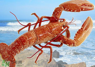 龍蝦怎么保存不會死？龍蝦怎么保存才新鮮？