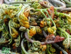 蕨菜干怎么制作?蕨菜干的制作方法 蕨菜干怎么制作?蕨菜干的制作方法