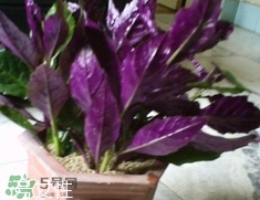 血皮菜有毒嗎?血皮菜真的致癌嗎? 血皮菜有毒嗎?血皮菜真的致癌嗎?