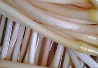 藕帶什么時(shí)候有？藕帶什么時(shí)候上市