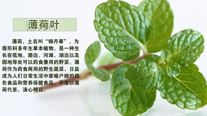 薄荷葉怎么吃？薄荷葉的吃法