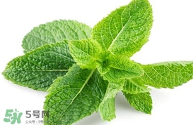 薄荷葉能生吃嗎？薄荷葉可以生吃嗎