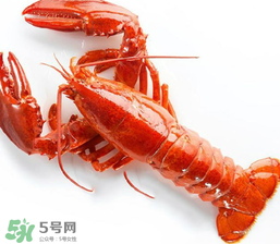 龍蝦怎么養(yǎng)不會(huì)死？大龍蝦怎么養(yǎng)不會(huì)死？