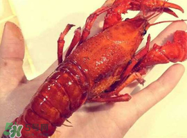 龍蝦怎么養(yǎng)不會(huì)死？大龍蝦怎么養(yǎng)不會(huì)死？