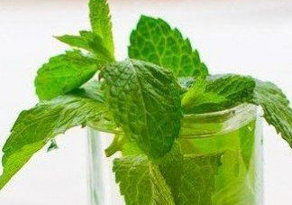 薄荷葉哪里有賣？哪里有薄荷葉賣