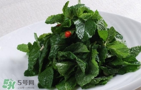 薄荷葉在哪兒買？新鮮的薄荷葉哪里買