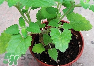 薄荷能放臥室嗎？薄荷能不能放臥室