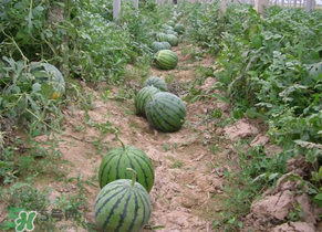 西瓜什么時(shí)候播種？2017西瓜什么時(shí)候播種？