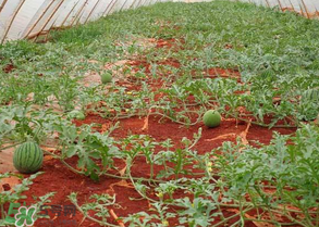 西瓜什么時(shí)候播種？2017西瓜什么時(shí)候播種？