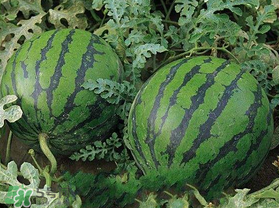 西瓜什么時(shí)候播種？2017西瓜什么時(shí)候播種？