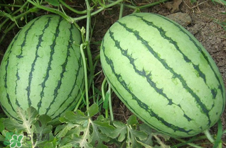 西瓜什么時(shí)候上市？西瓜什幾月份上市？