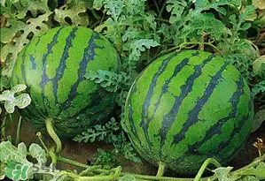 西瓜什么時(shí)候上市？西瓜什幾月份上市？