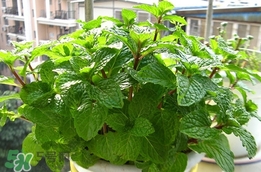 薄荷怎么養(yǎng)？薄荷怎么養(yǎng)才能爆盆