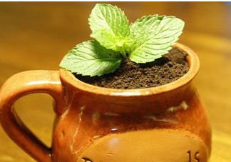 薄荷葉怎么吃？薄荷葉的吃法