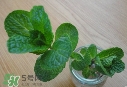 薄荷怎么養(yǎng)？薄荷怎么養(yǎng)才能爆盆