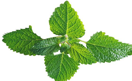 薄荷葉怎么吃？薄荷葉的吃法