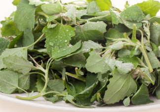 灰灰菜能吃嗎？灰灰菜怎么做菜才好吃