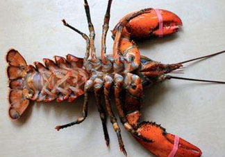 龍蝦怎么保存不會死？龍蝦怎么保存才新鮮？