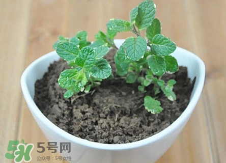 薄荷能放臥室嗎？薄荷能不能放臥室