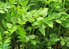 有毒的野芹菜圖片 不能吃的野芹菜圖片 有毒的野芹菜圖片 不能吃的野芹菜圖片