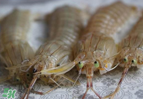 皮皮蝦死了還能吃嗎？皮皮蝦死了多久還能吃？