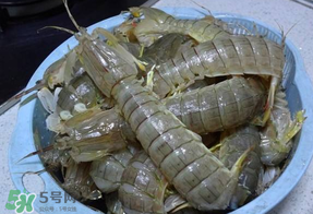 皮皮蝦死的怎么清洗？死的皮皮蝦怎么清洗？