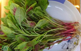 莧菜怎么洗？莧菜怎么擇