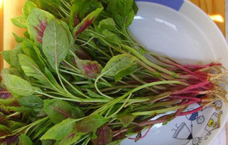 汗菜不能和什么一起吃？汗菜不能同什么一起吃