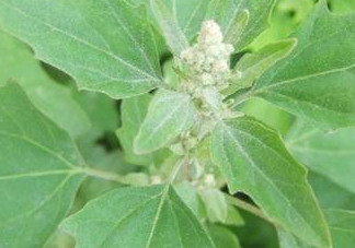 胃酸過(guò)多吃灰灰菜有好處嗎？胃酸過(guò)多能吃灰灰菜嗎