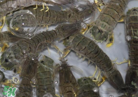 皮皮蝦可以放冰箱嗎？皮皮蝦能放冰箱保存嗎？