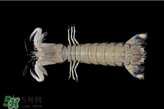 皮皮蝦有黃嗎？皮皮蝦什么時(shí)候有黃？