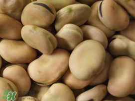 蠶豆長蟲還能吃嗎？蠶豆怎么保存不長蟲？