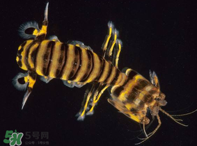 皮皮蝦吃公的還是母的？皮皮蝦公母哪個(gè)好吃？