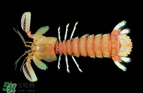 皮皮蝦吃公的還是母的？皮皮蝦公母哪個(gè)好吃？