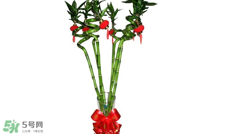 富貴竹可以和百合一起養(yǎng)嗎？富貴竹可以和什么花養(yǎng)？