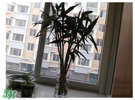 富貴竹葉子發(fā)黃怎么辦？富貴竹怎么養(yǎng)才能更旺盛？