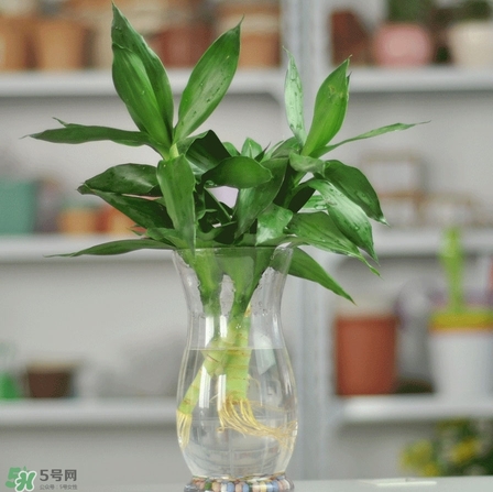 富貴竹有毒嗎？富貴竹有什么作用？