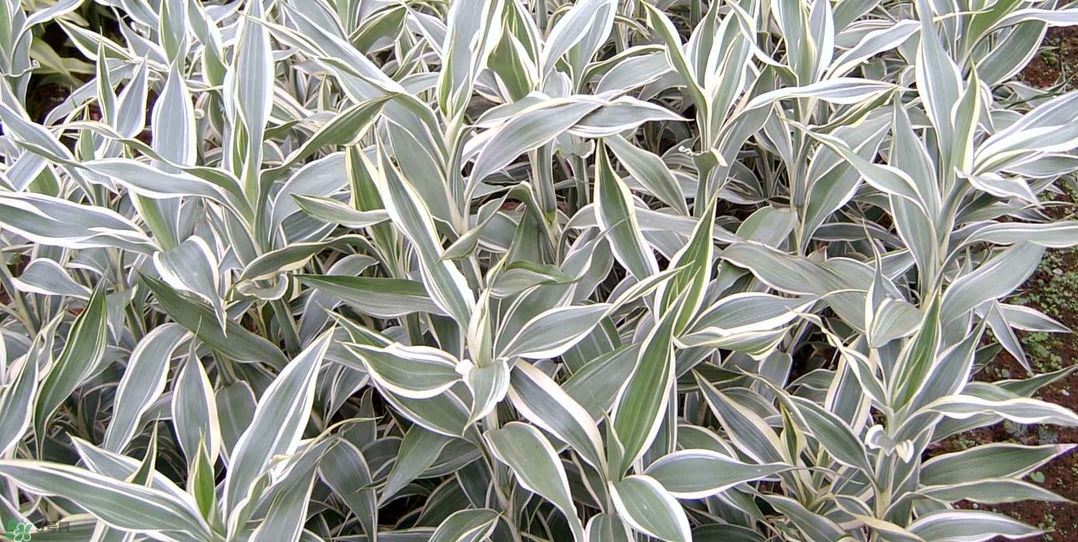 富貴竹有幾個(gè)品種？富貴竹有種子嗎？