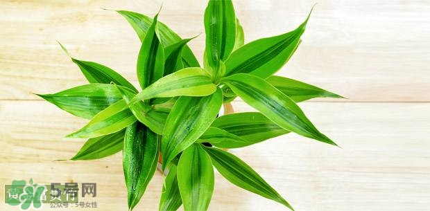 富貴竹可以和百合一起養(yǎng)嗎？富貴竹可以和什么花養(yǎng)？