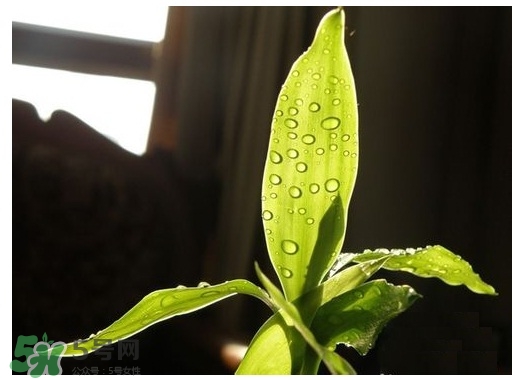 富貴竹葉子發(fā)黃怎么辦？富貴竹怎么養(yǎng)才能更旺盛？