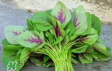 莧菜怎么種？莧菜如何種植