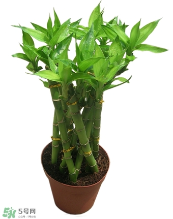 富貴竹有幾個(gè)品種？富貴竹有種子嗎？