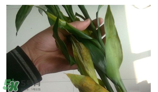 富貴竹葉子發(fā)黃怎么辦？富貴竹怎么養(yǎng)才能更旺盛？