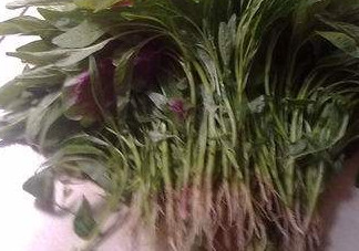 汗菜怎么摘？汗菜怎么擇