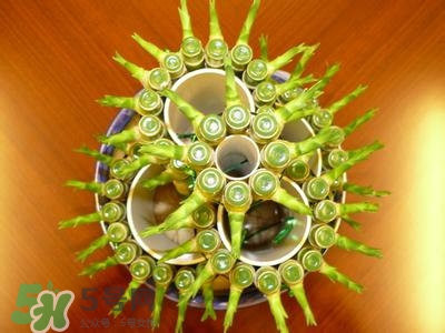 富貴竹有幾個(gè)品種？富貴竹有種子嗎？