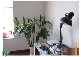 富貴竹葉子發(fā)黃怎么辦？富貴竹怎么養(yǎng)才能更旺盛？