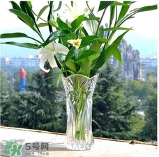 富貴竹有幾個(gè)品種？富貴竹有種子嗎？