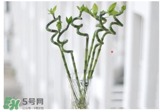 富貴竹葉子發(fā)黃怎么辦？富貴竹怎么養(yǎng)才能更旺盛？