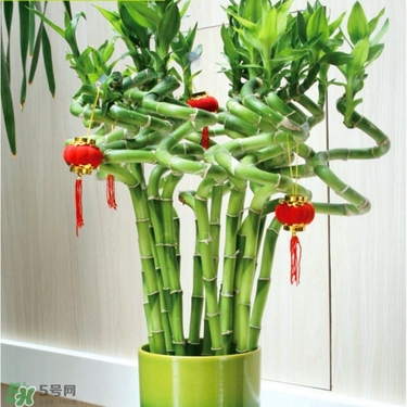 富貴竹有毒嗎？富貴竹有什么作用？